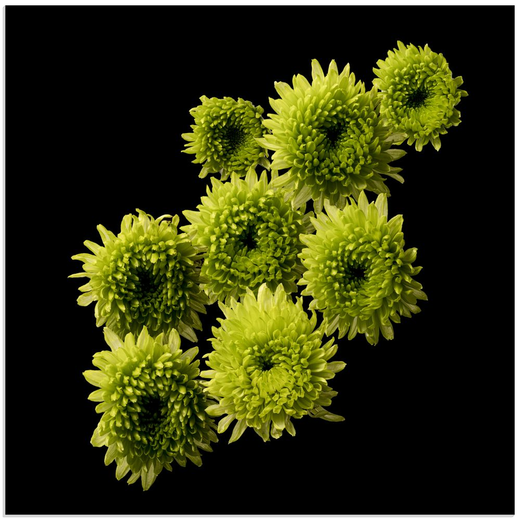 Green Chrysanthemum Group