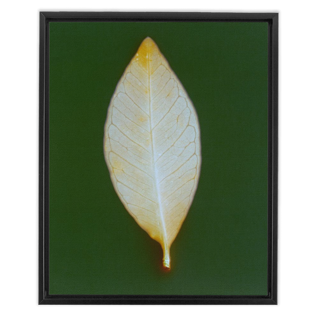 Guava Leaf