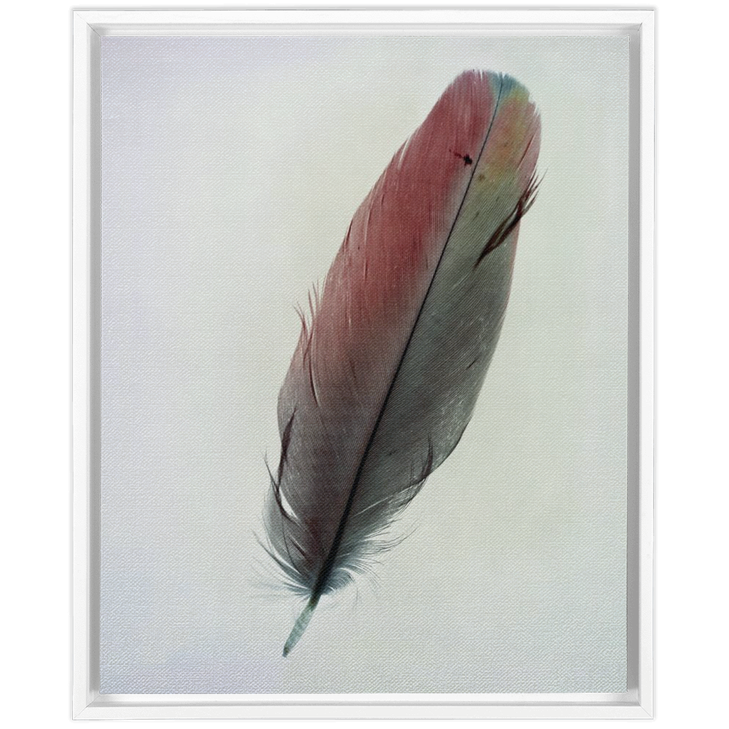 Feather Study 