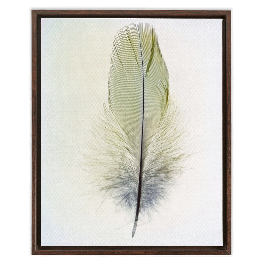 Feather Study 