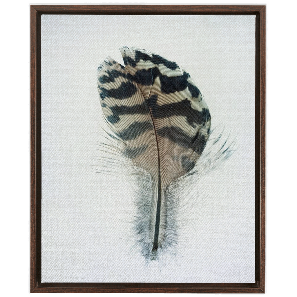 Feather Study 