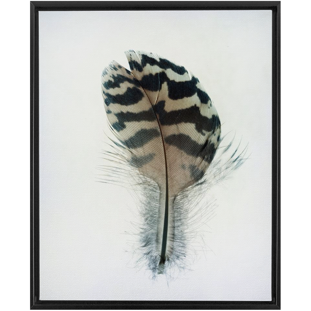 Feather Study 