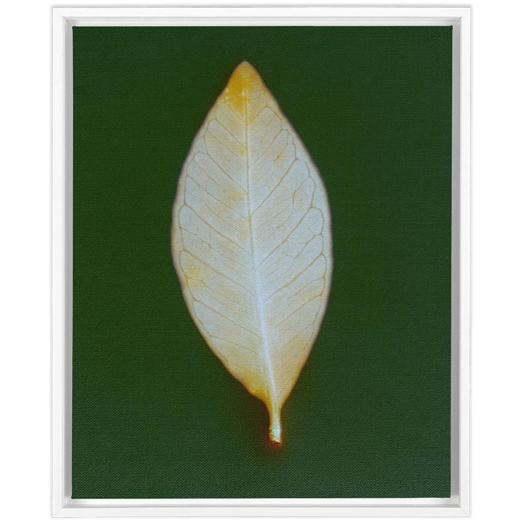 Guava Leaf