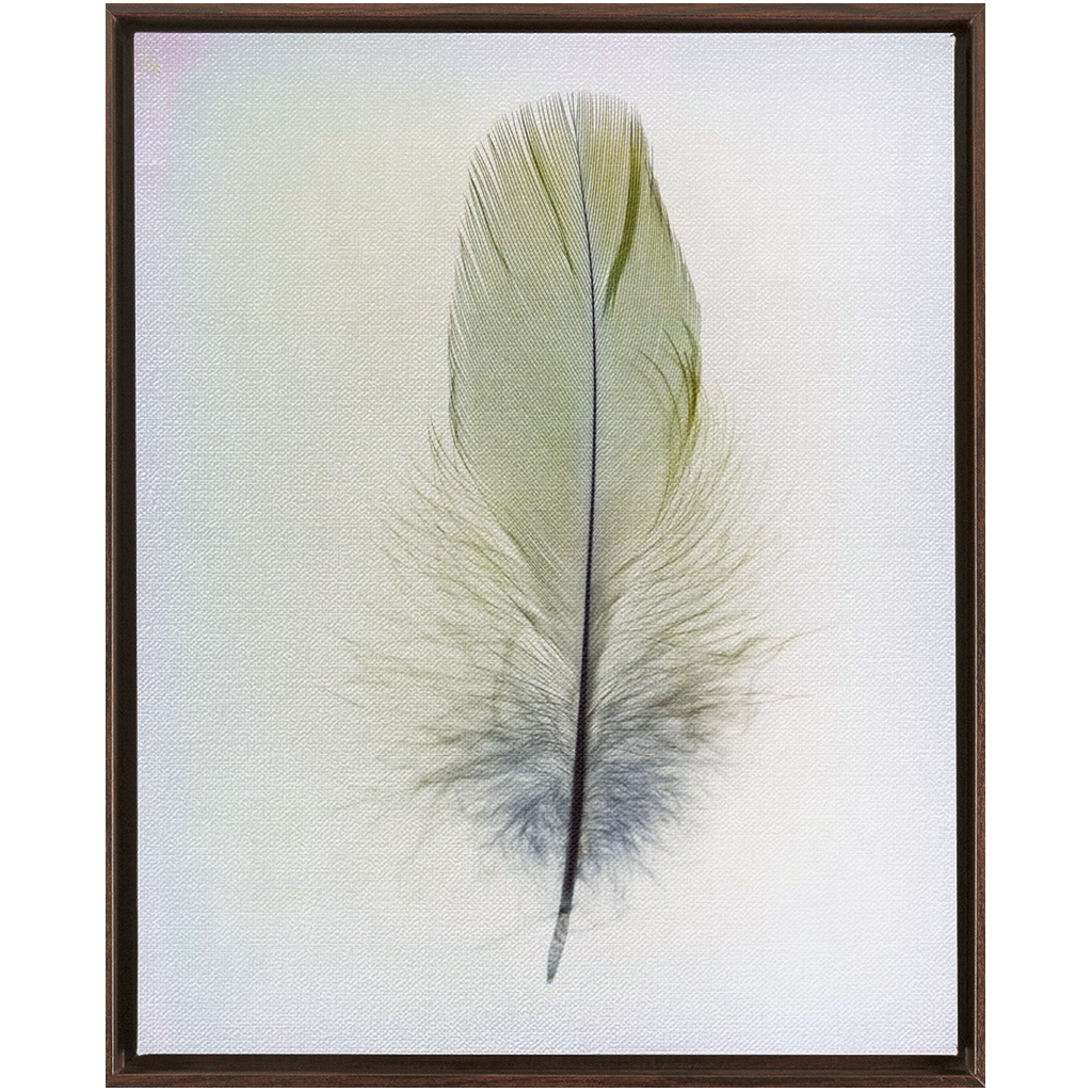 Feather Study 