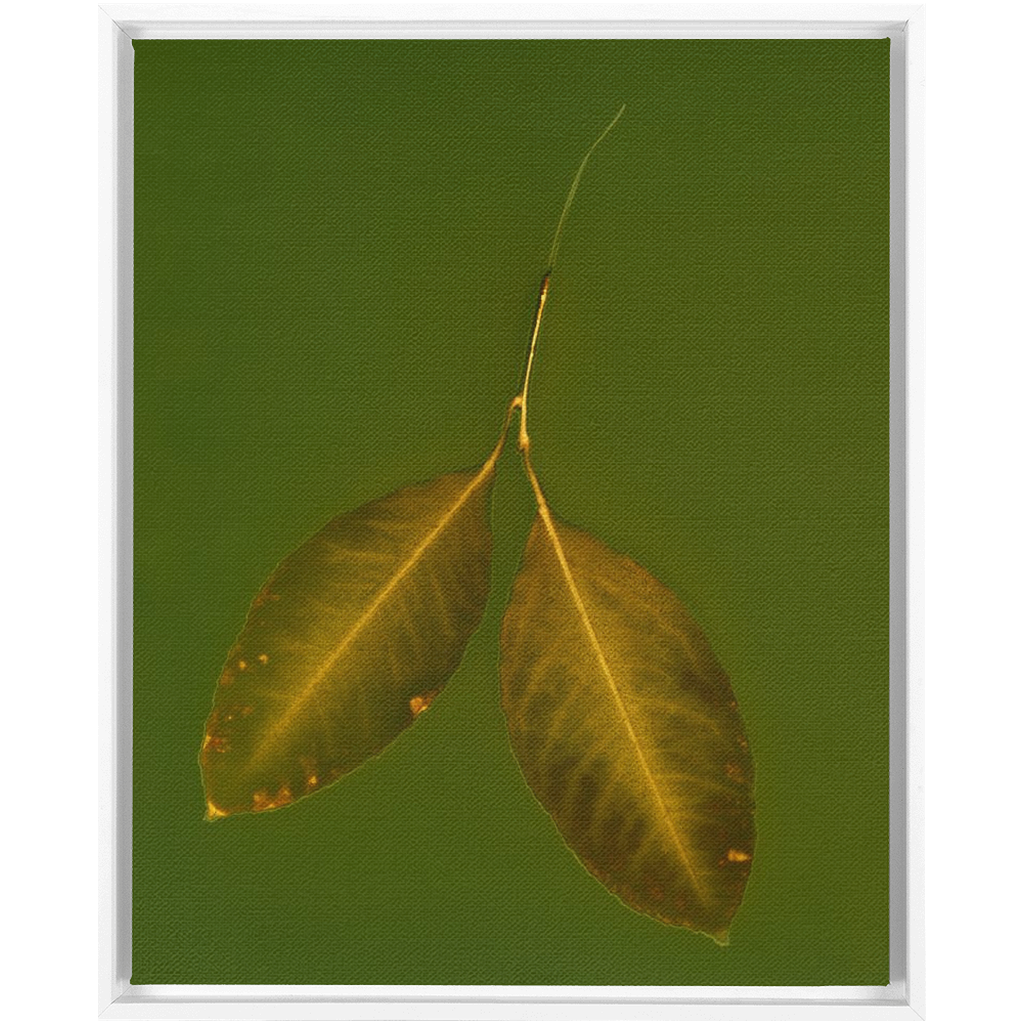 Lemon Leaves