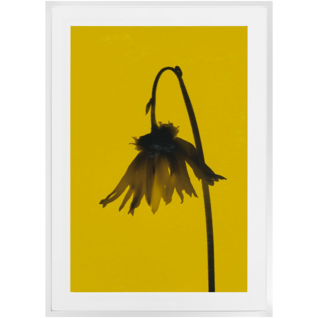 Polaroid Colour Study