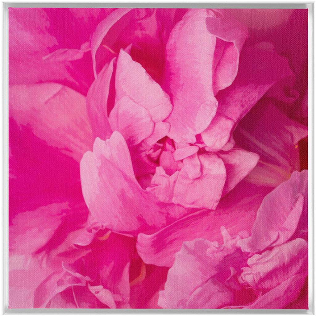 Peony Graphic 1