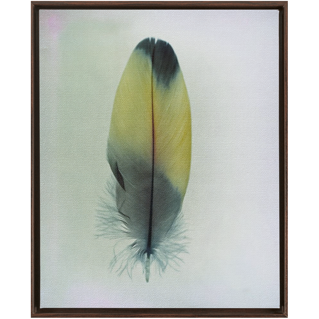 Feather Study 