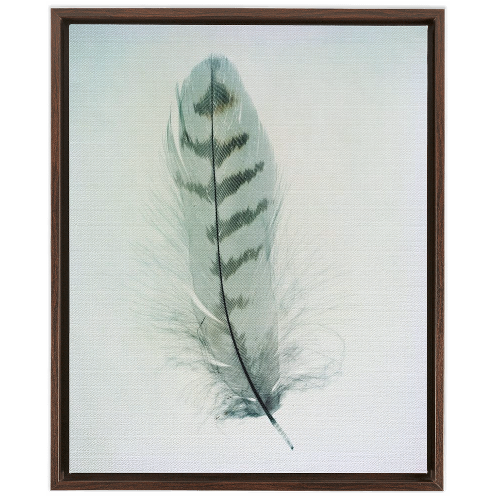 Feather Study 