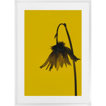 Polaroid Colour Study 