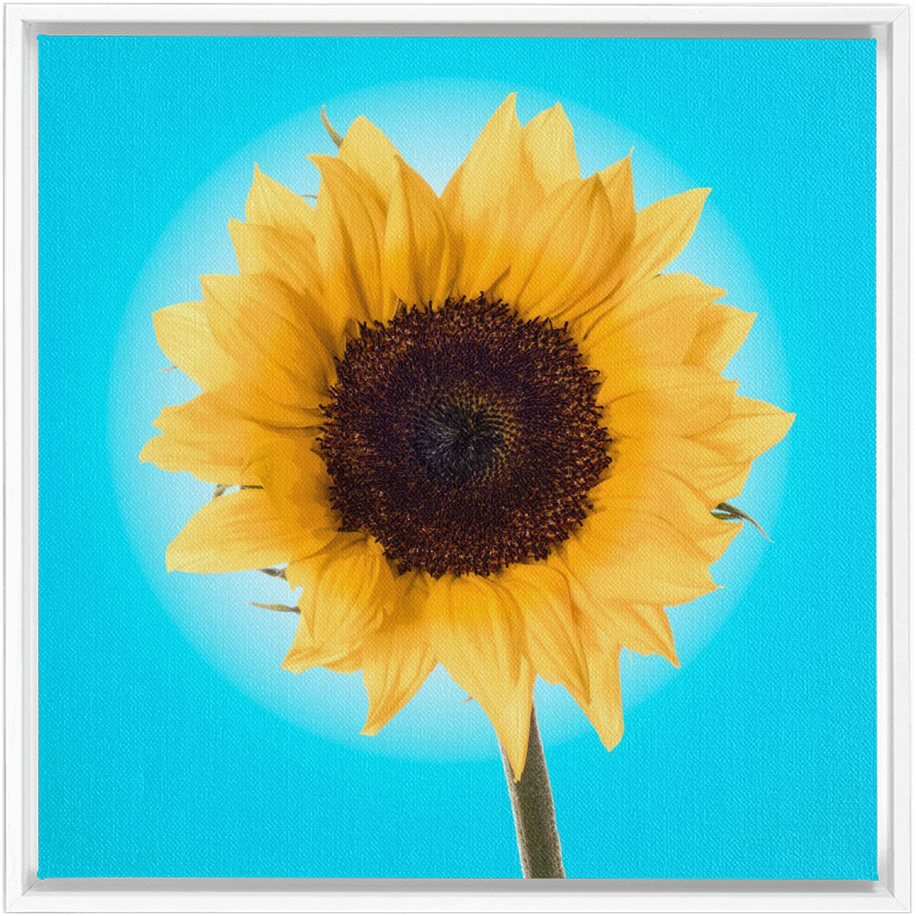 Summer Sun Flower