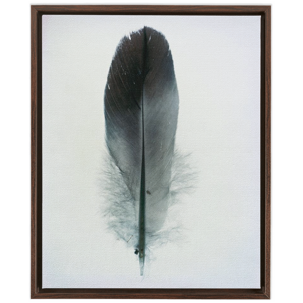 Feather Study 