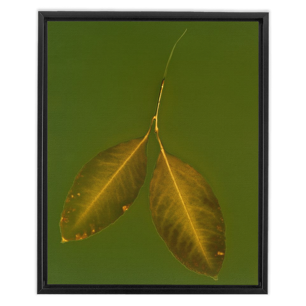 Lemon Leaves