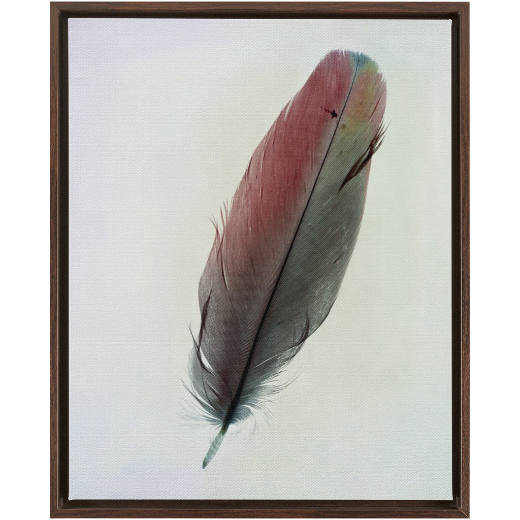 Feather Study 