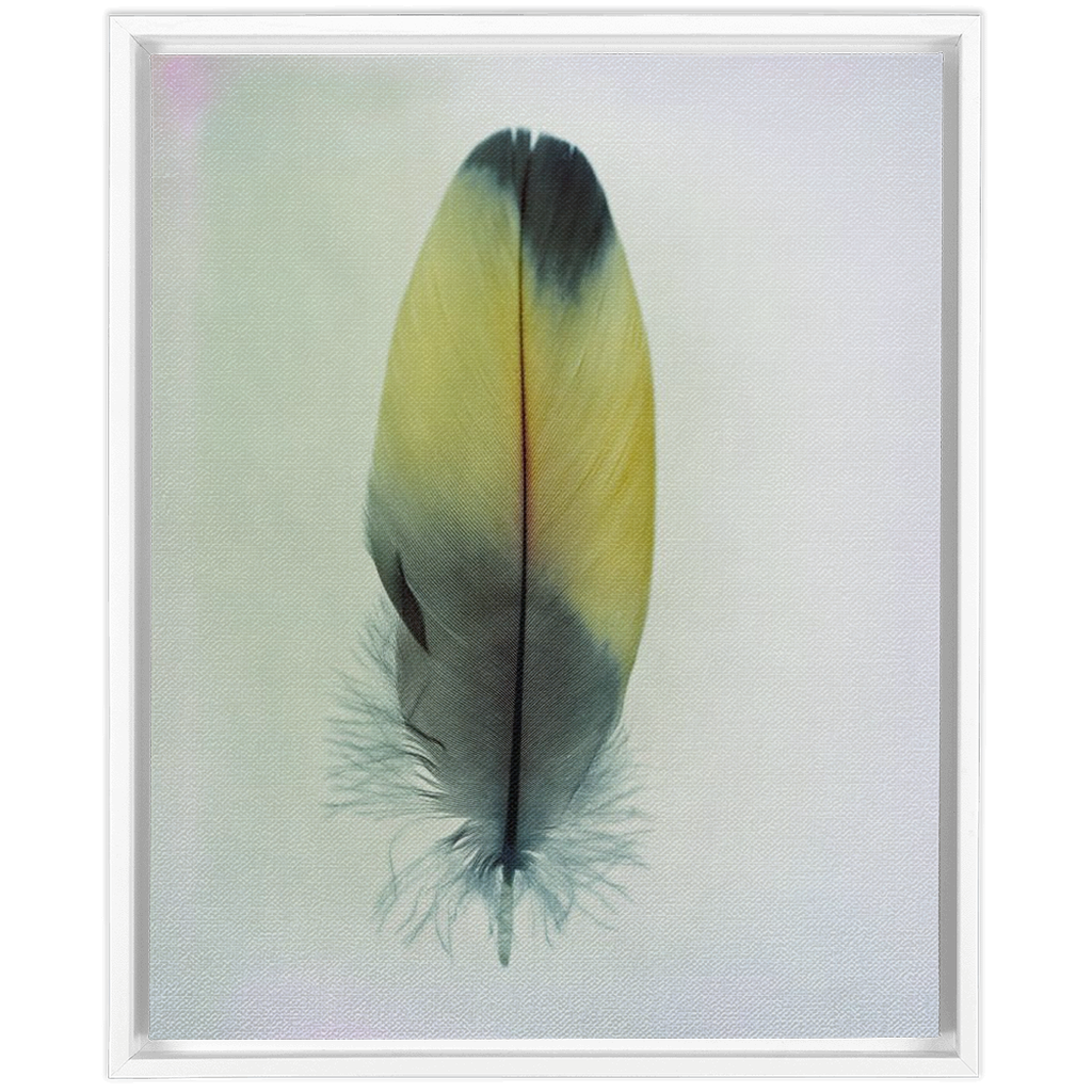 Feather Study 