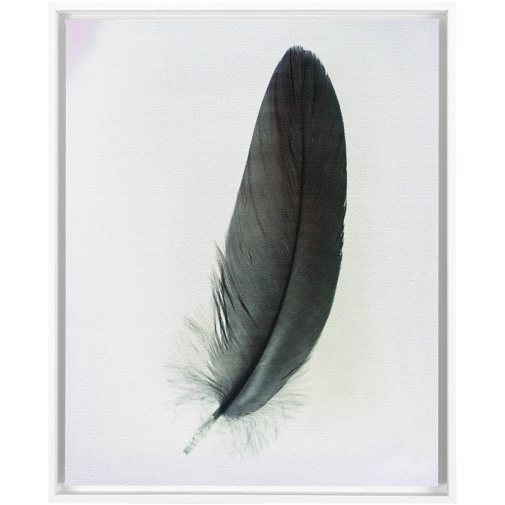 Feather Study 