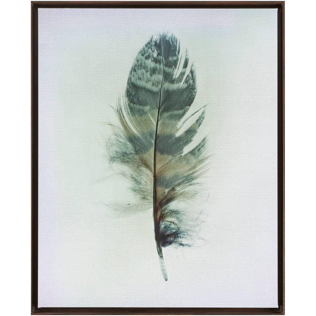 Feather Study 