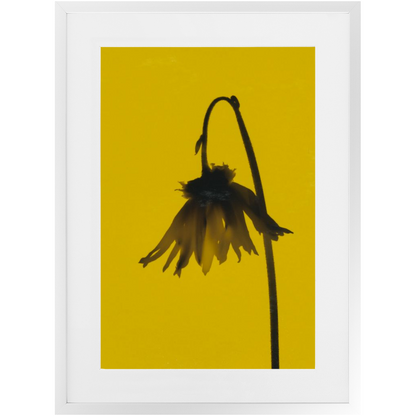 Polaroid Colour Study 