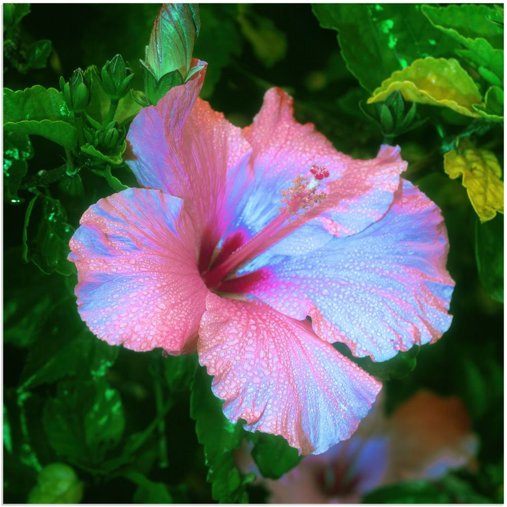 Pink Blossom