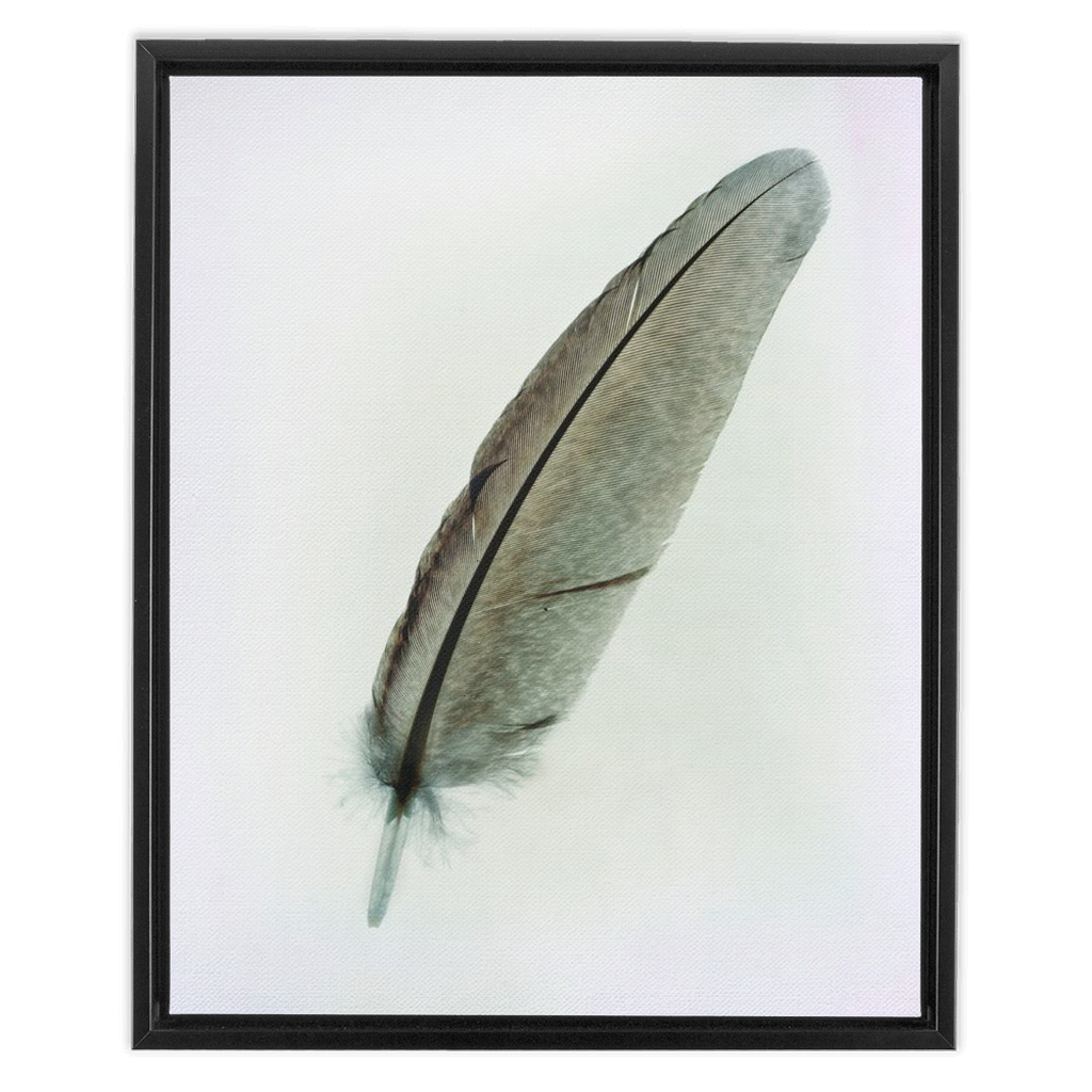 Feather Study 