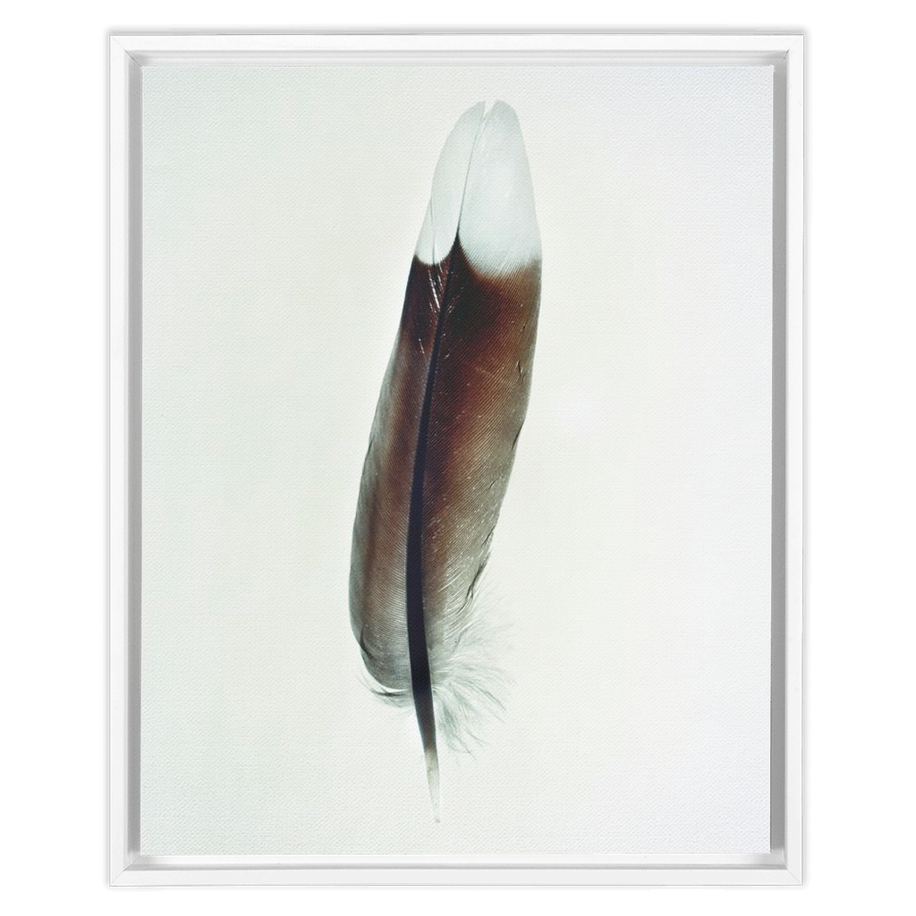 Feather Study 