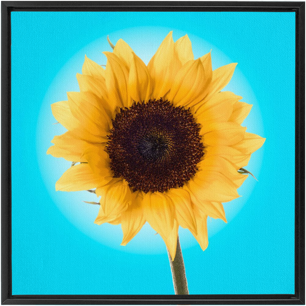 Summer Sun Flower