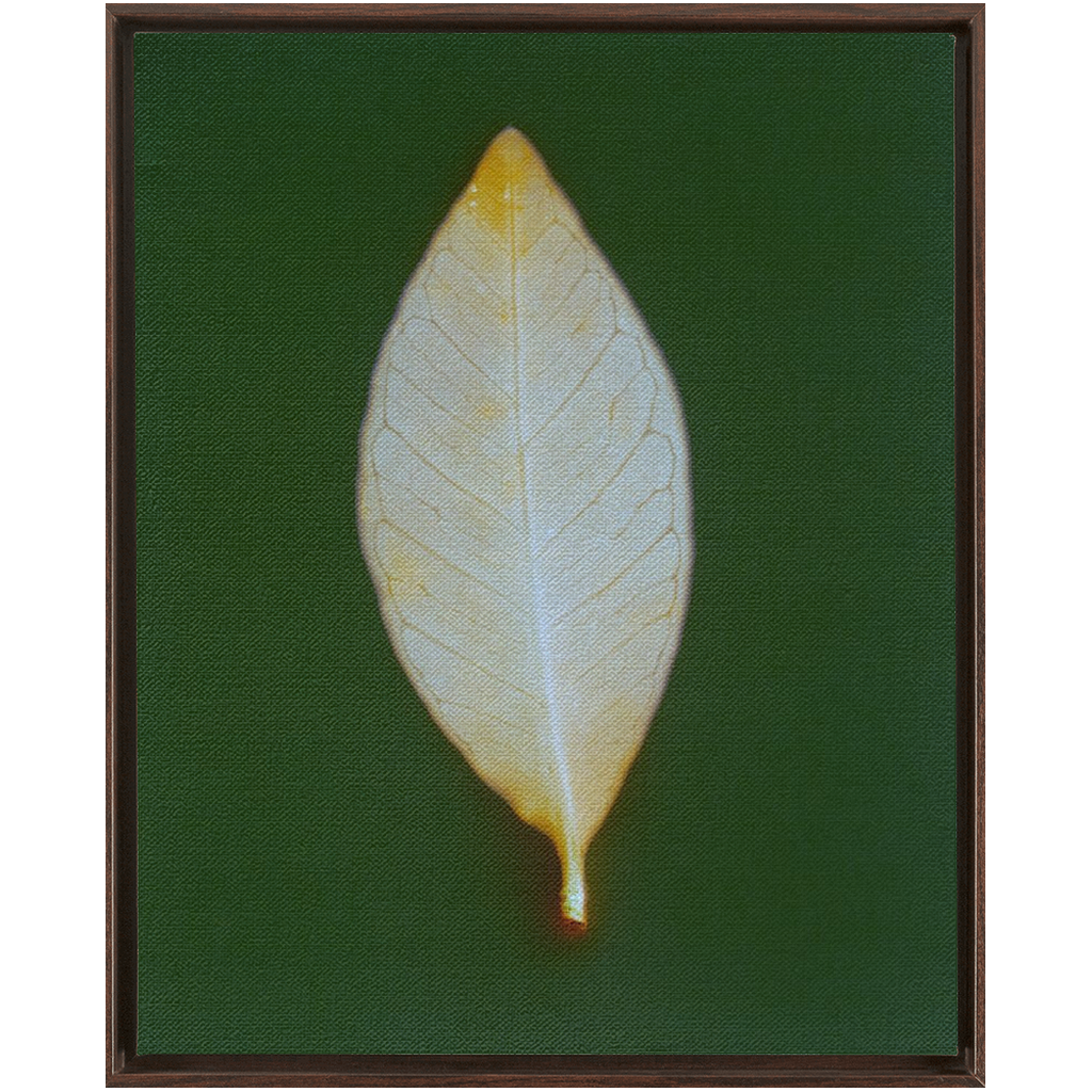 Guava Leaf