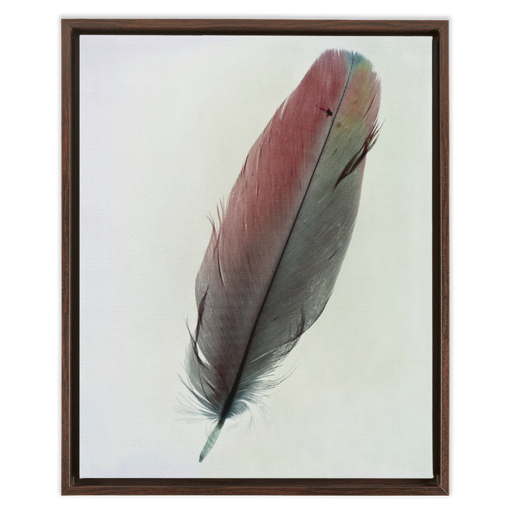 Feather Study 