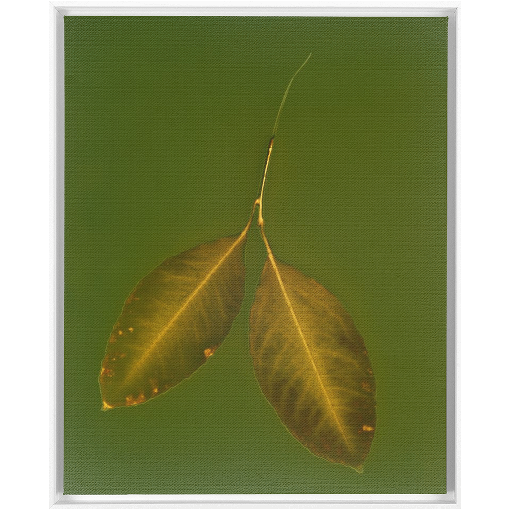 Lemon Leaves