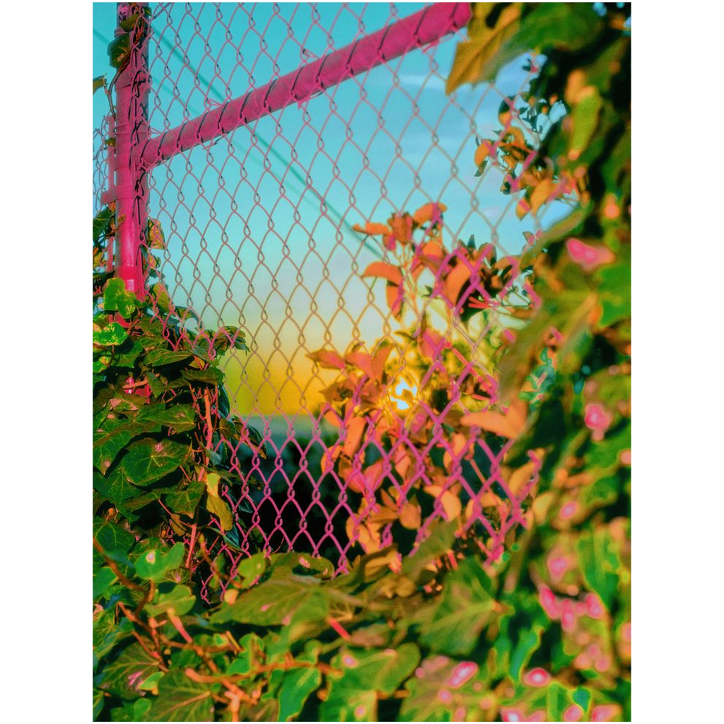 Pink Fence