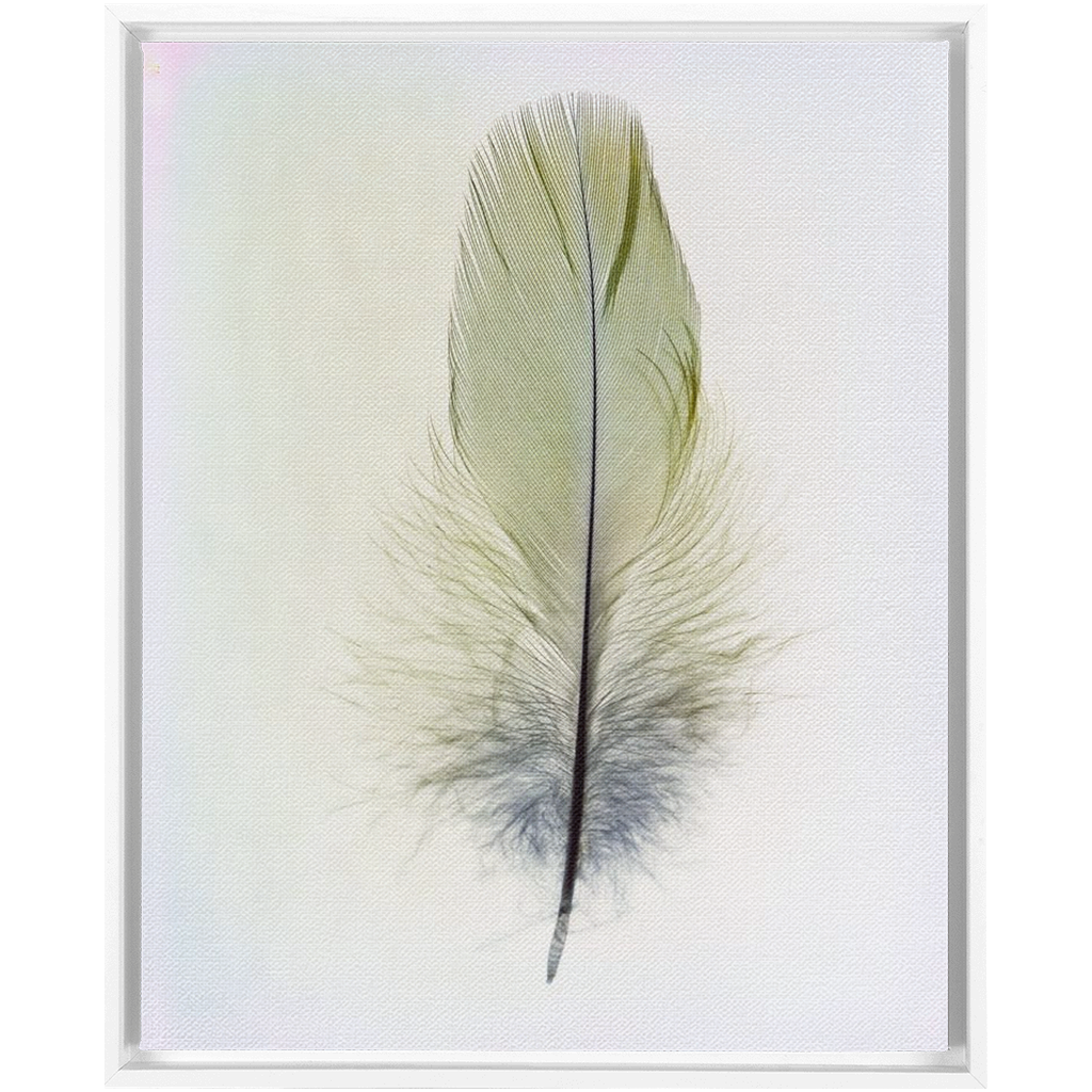 Feather Study 