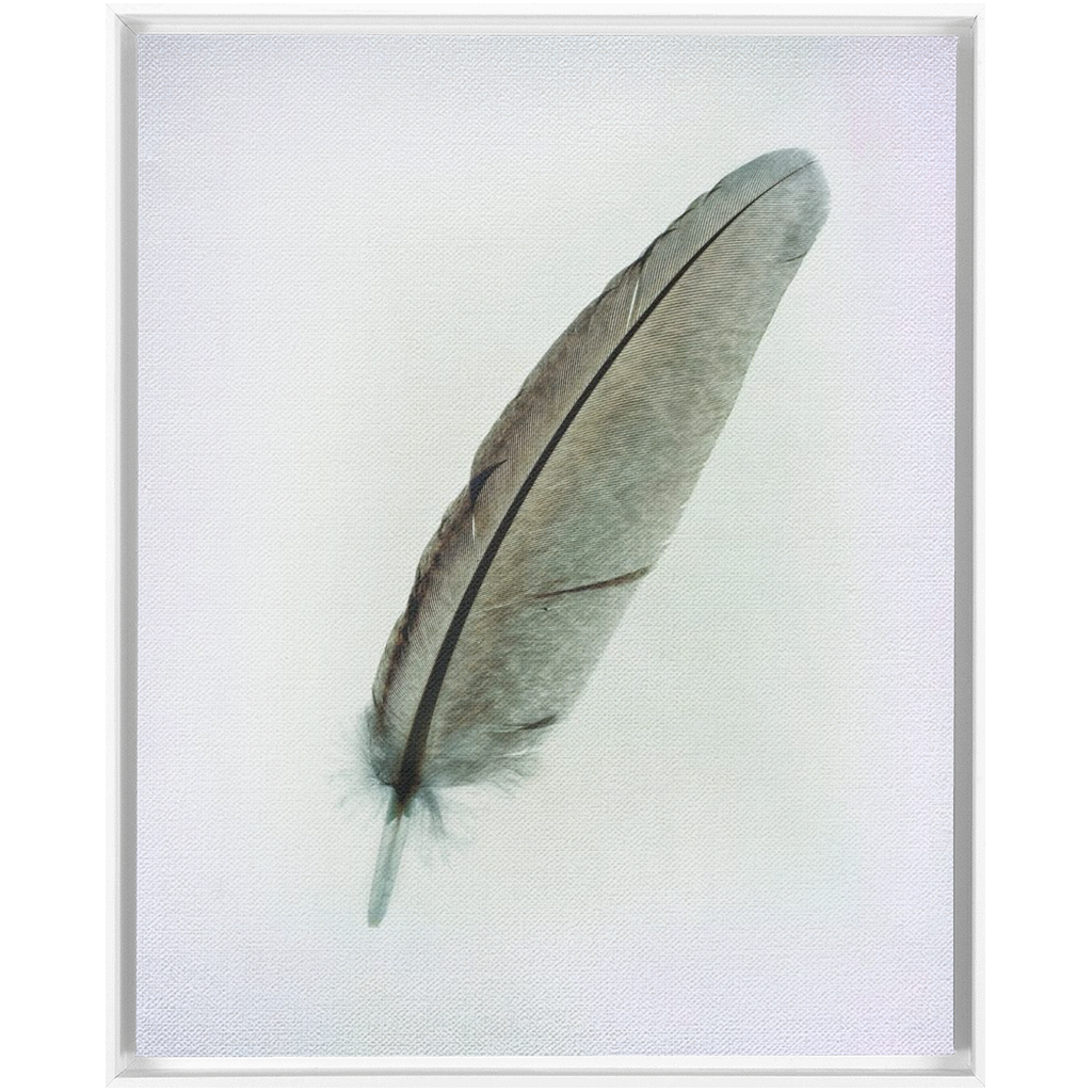 Feather Study 