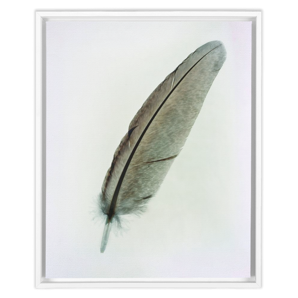 Feather Study 