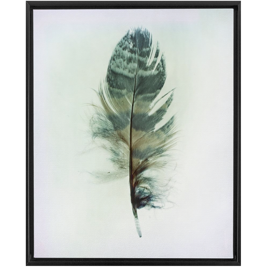 Feather Study 