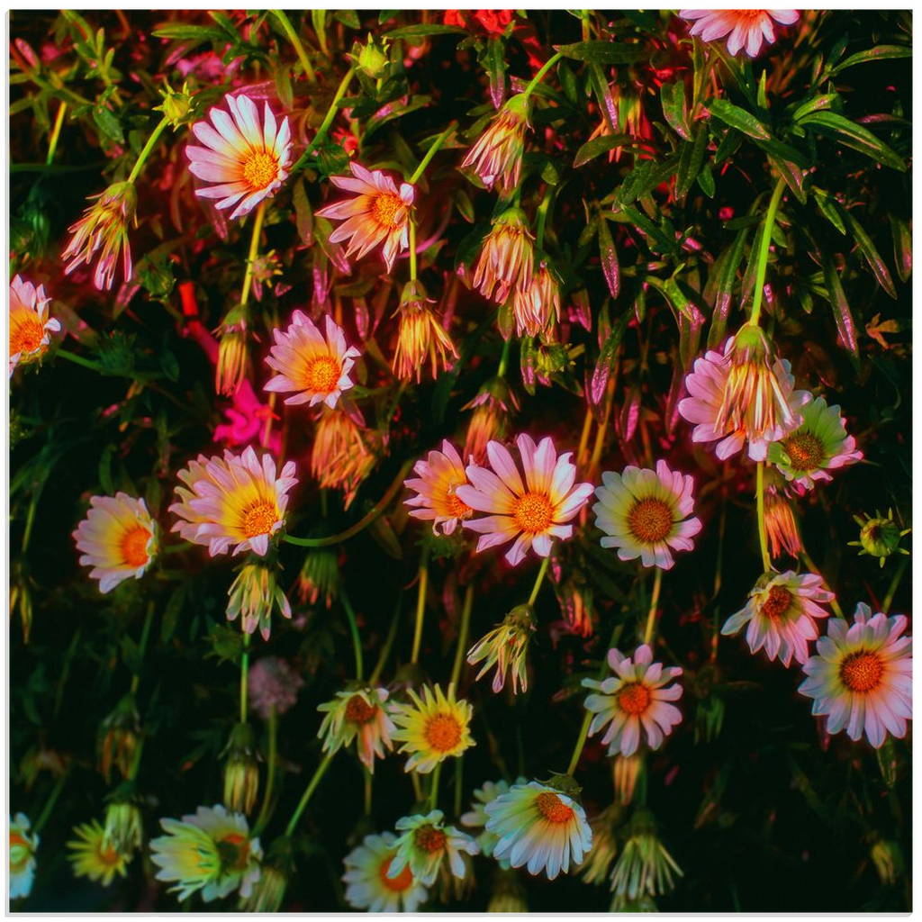 Cascading Daisies