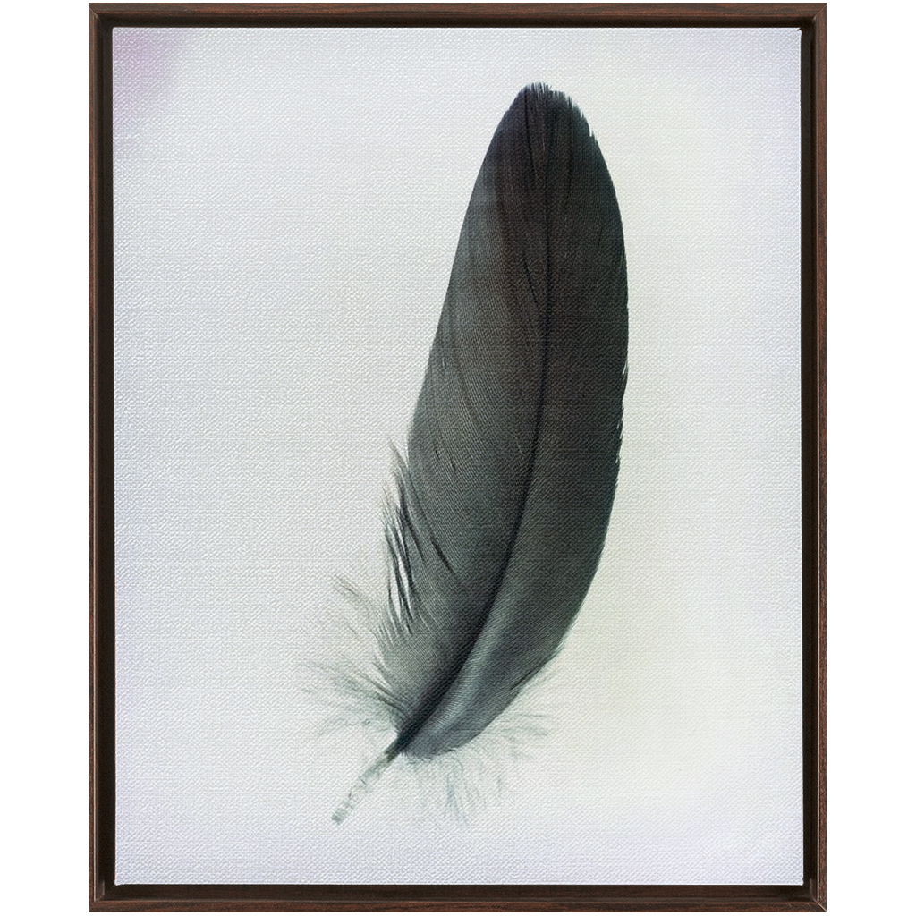 Feather Study 