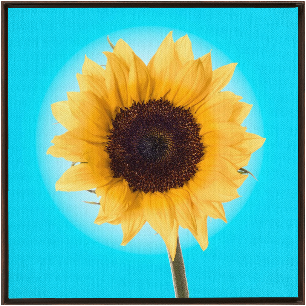 Summer Sun Flower