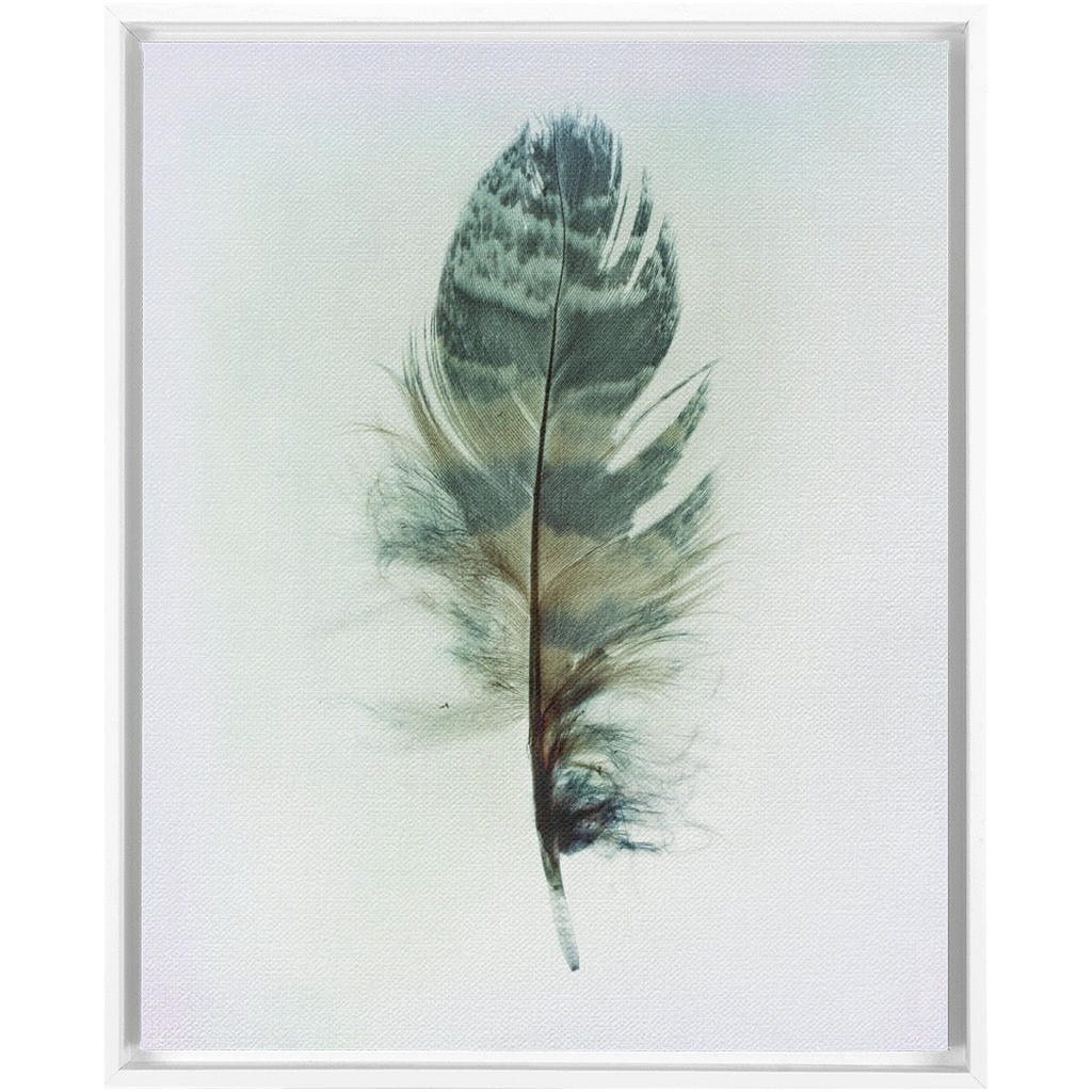 Feather Study 