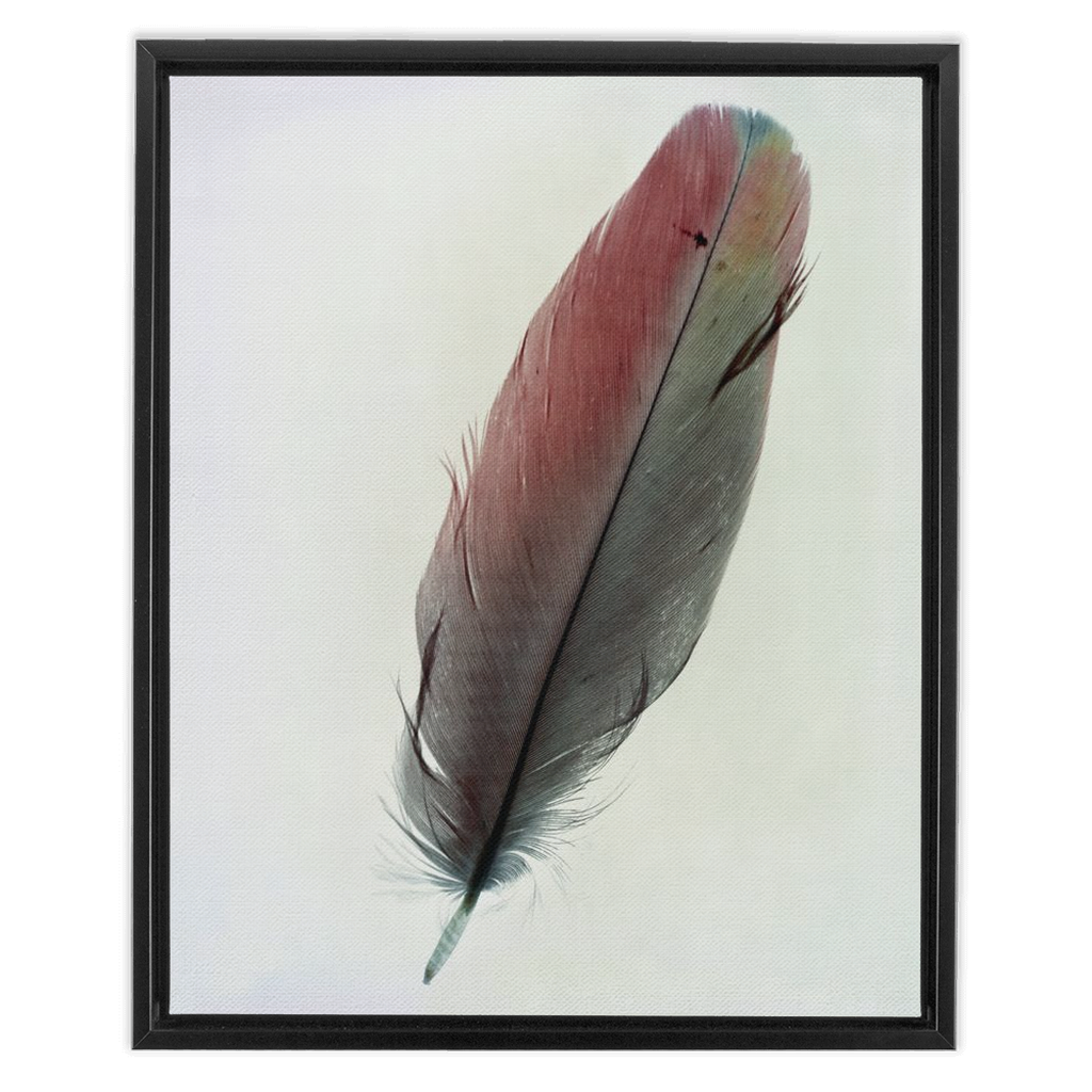 Feather Study 