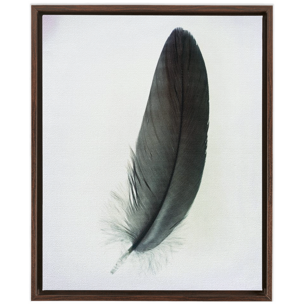 Feather Study 