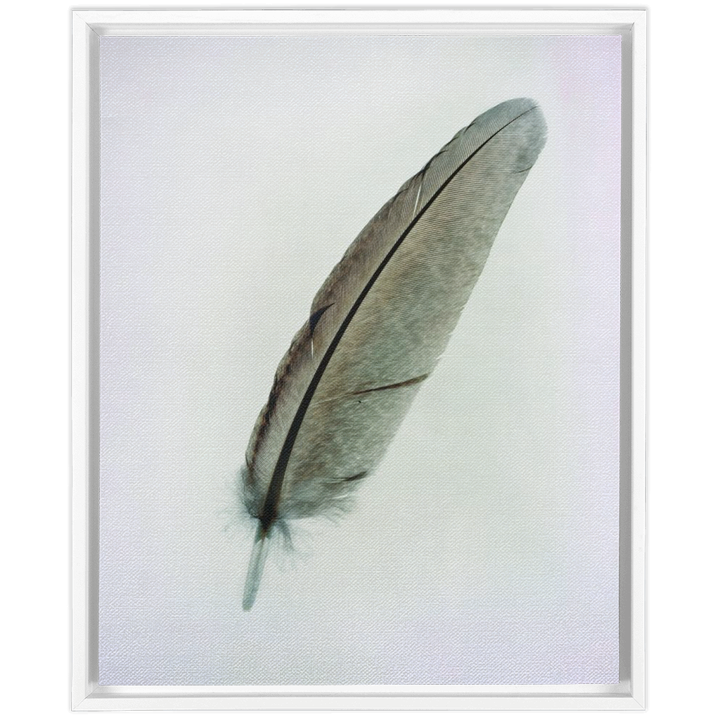 Feather Study 