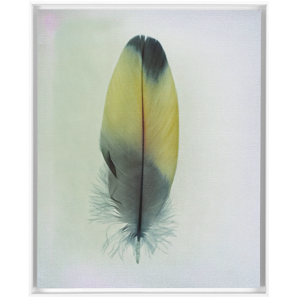 Feather Study 