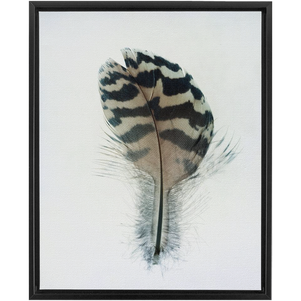 Feather Study 