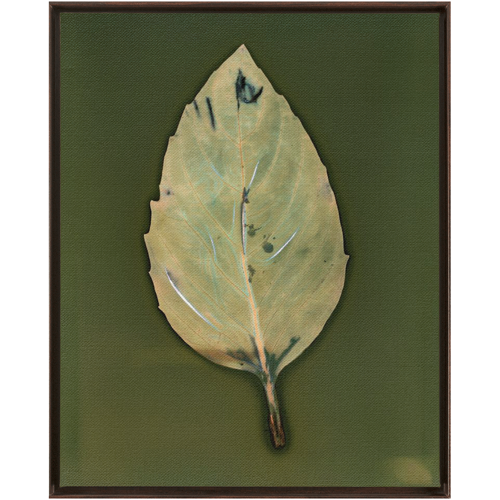 Basil Leaf