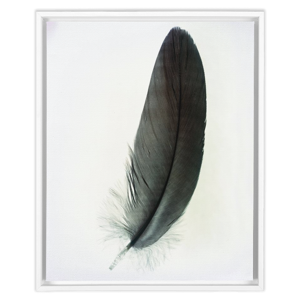 Feather Study 