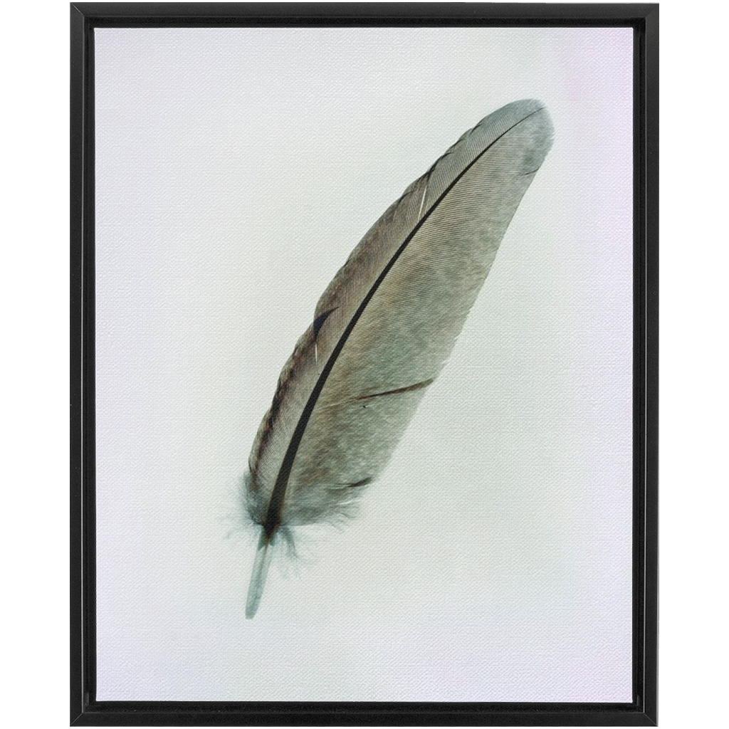 Feather Study 