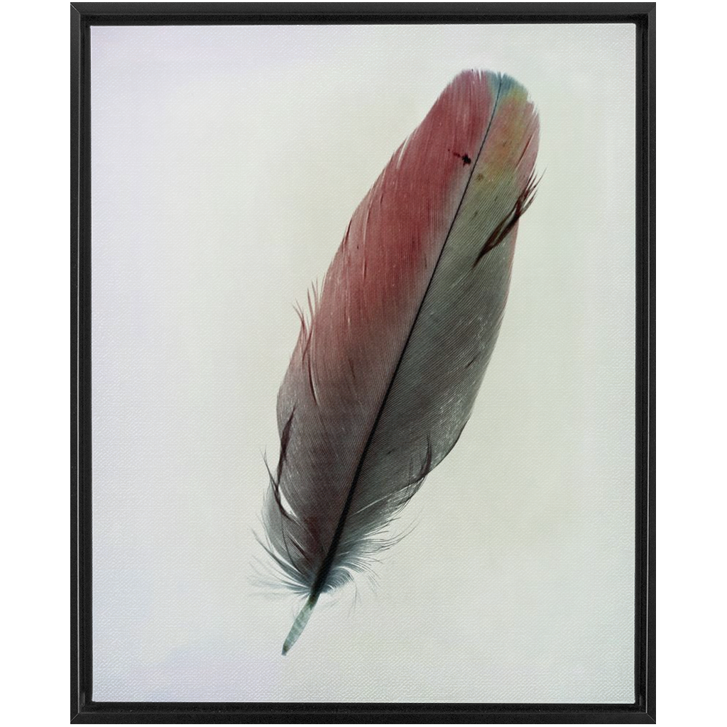 Feather Study 