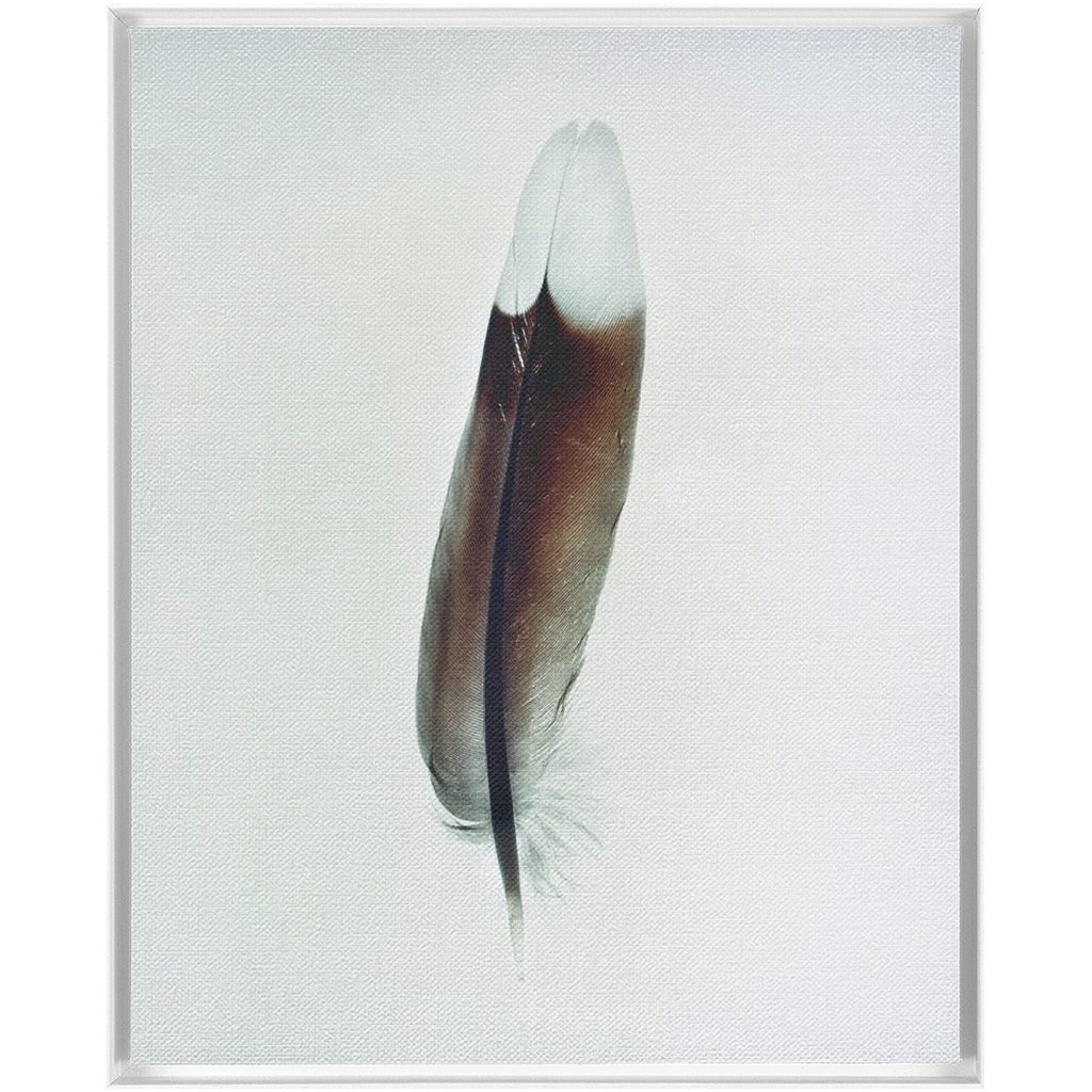 Feather Study 