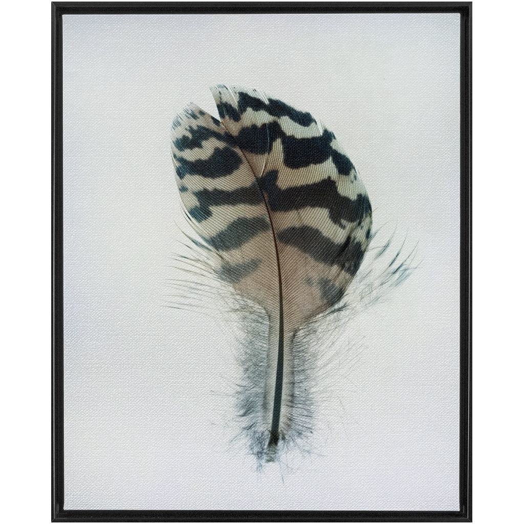 Feather Study 