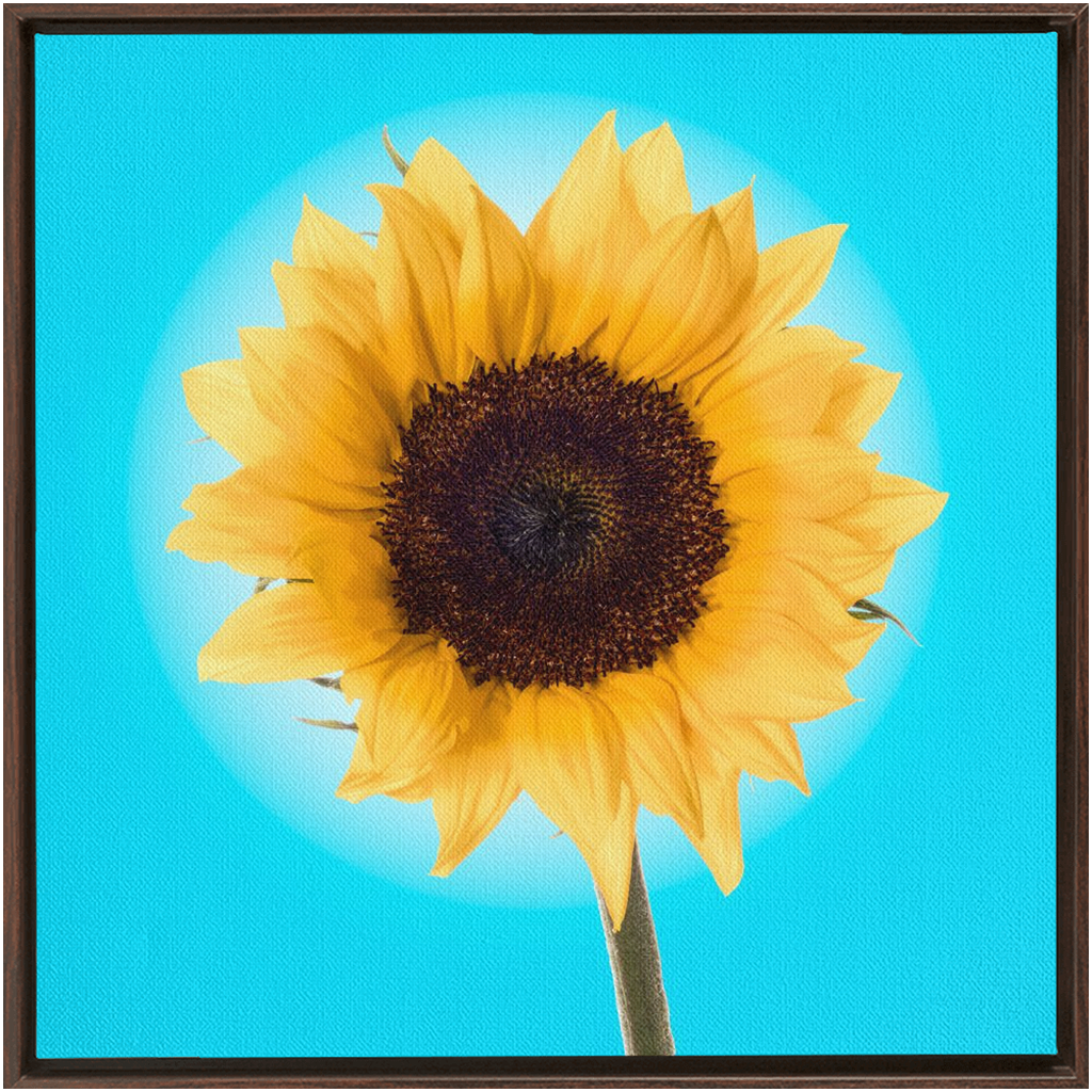 Summer Sun Flower